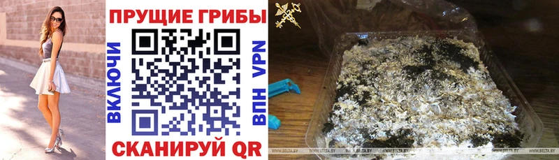 Псилоцибиновые грибы Psilocybine cubensis  Купить где  Волгоград 